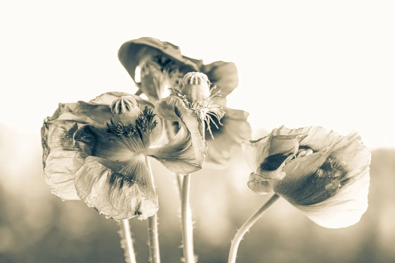 coquelicot apaisement calme