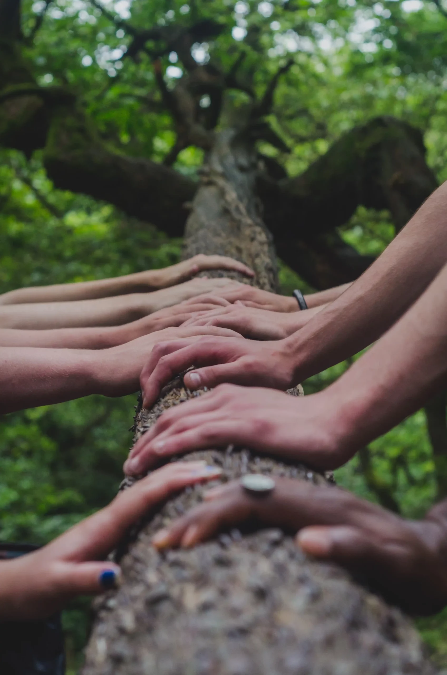 ENSEMBLE DE MAINS SUR BRANCHE